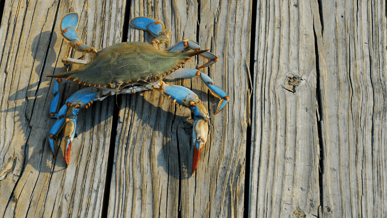 2 Boat Crabbing Business with a Wholesale Fish Market