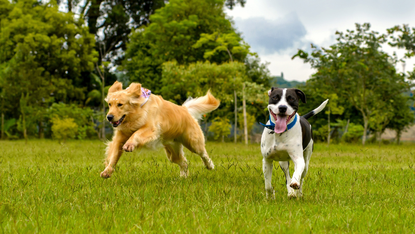 Established Electronic Dog Fence Territory Available