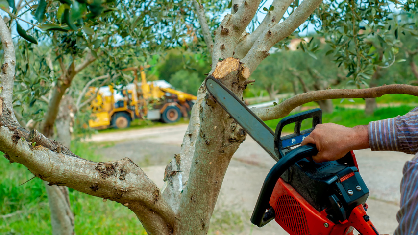 Booming Tree Service Business