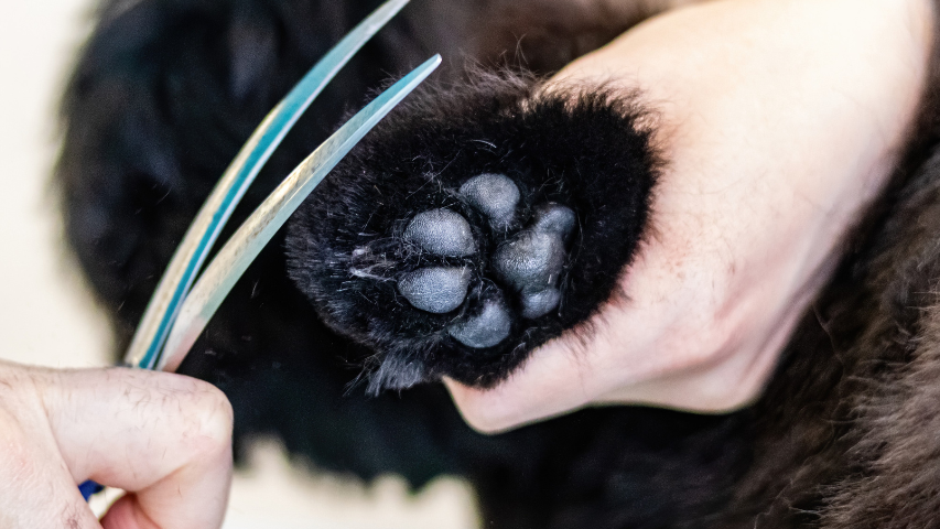 Profitable Dog Grooming Business