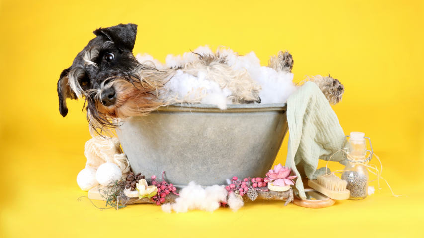Dog Grooming, Boarding & Retail Business – Excellent Growth Potential